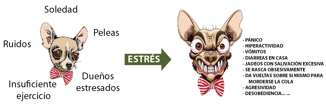 estres perro